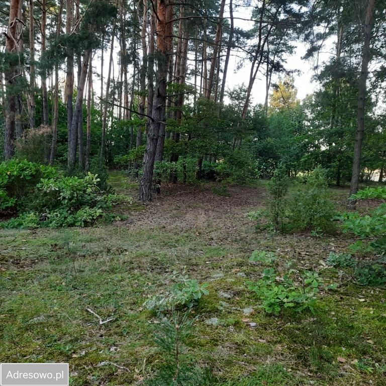 Działka leśna Słopsk. Zdjęcie 9