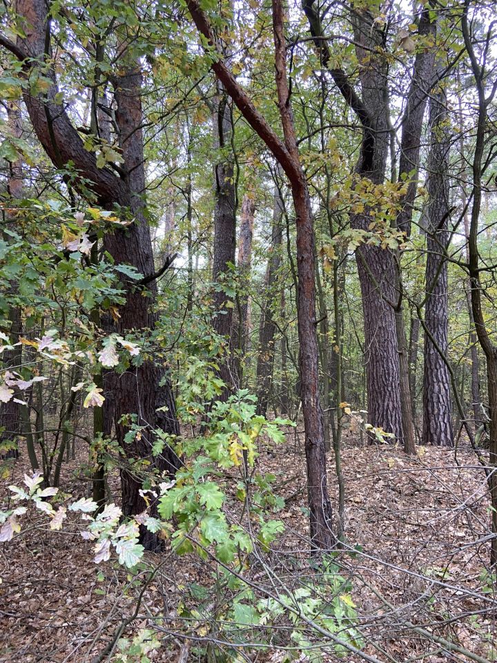 Działka rolna Karwice W Lesie. Zdjęcie 4