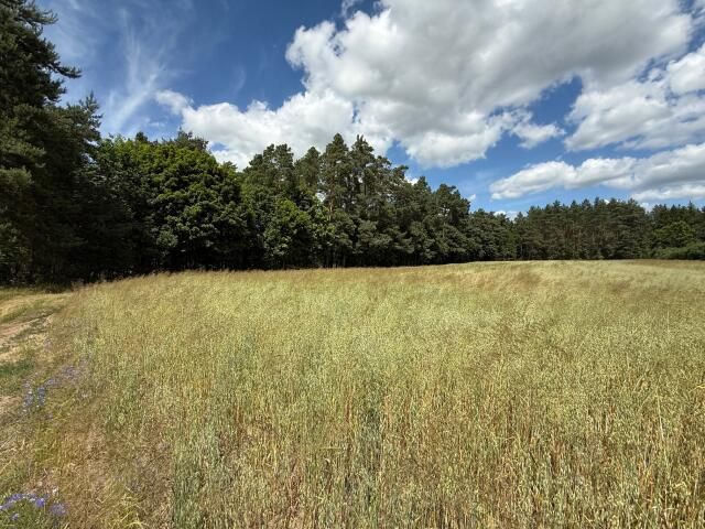 Działka budowlana Zielkowo. Zdjęcie 6