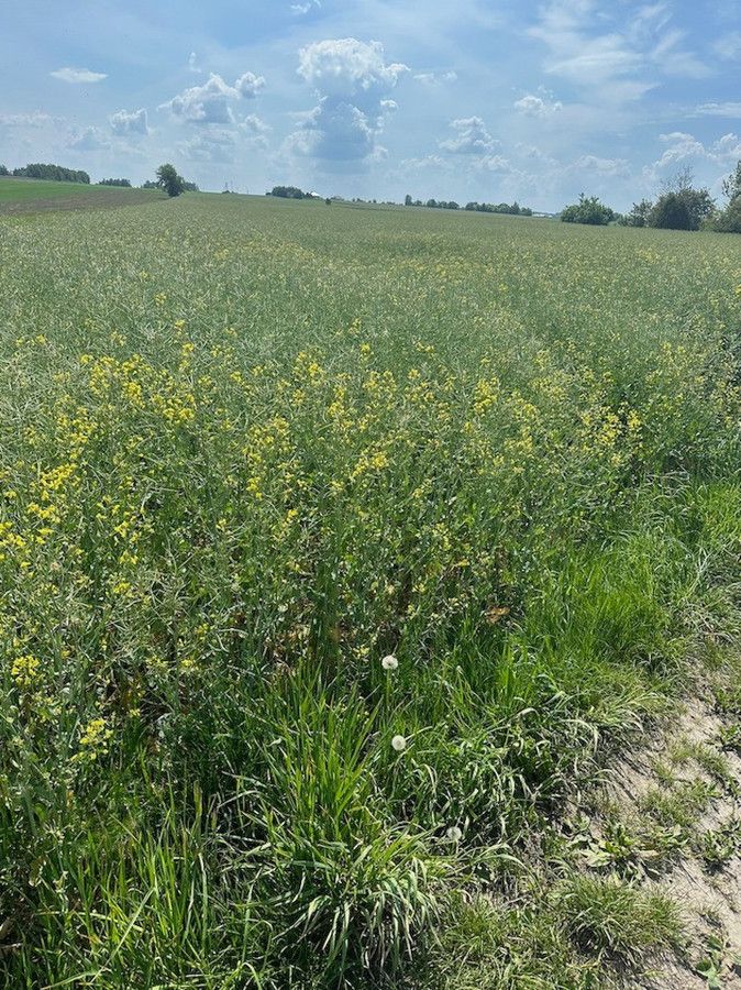 Działka budowlana Kłobukowice. Zdjęcie 6
