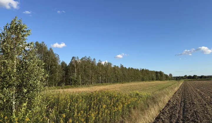 Działka leśna Charytany Zamiśnie