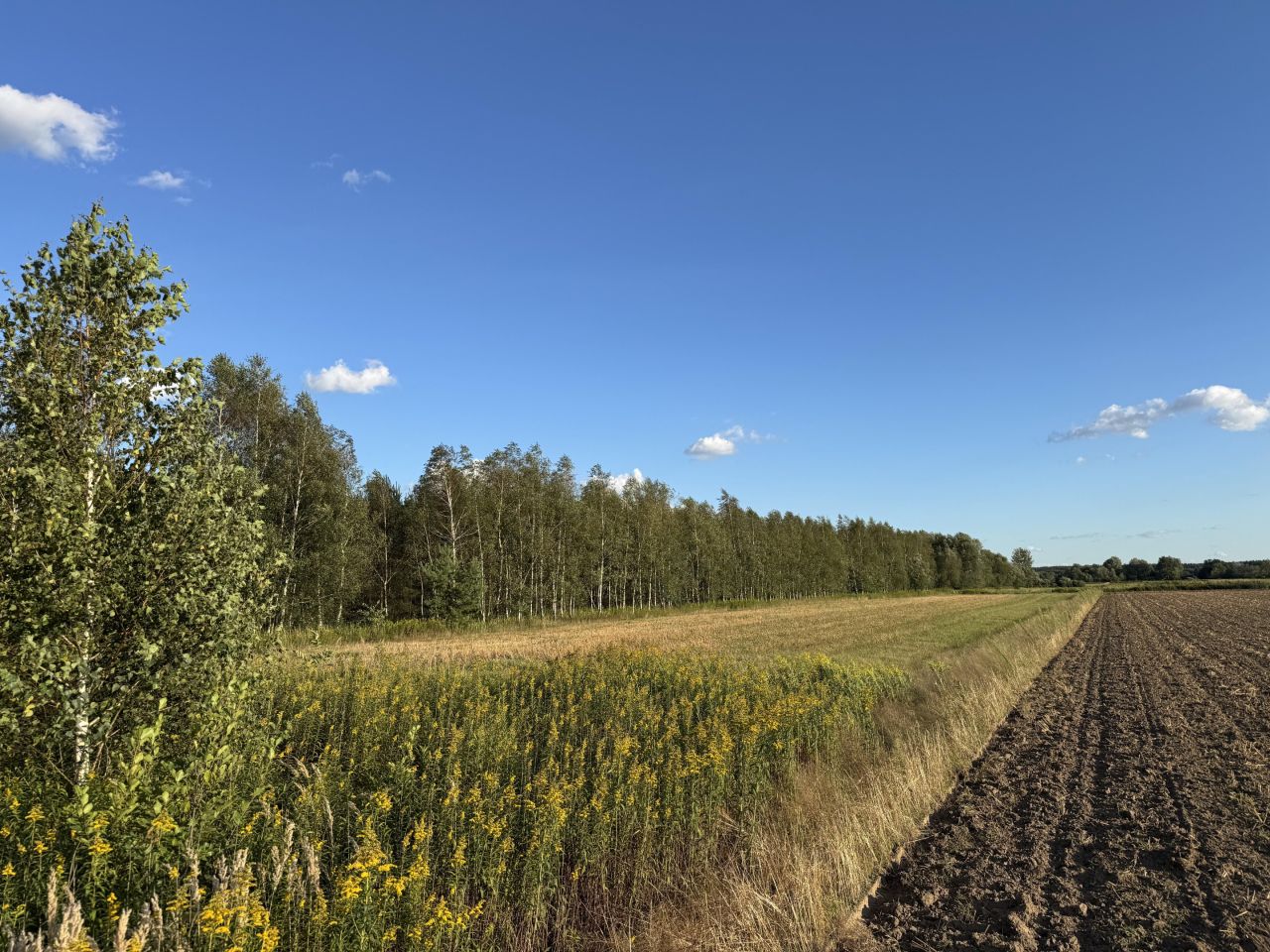 Działka leśna Charytany Zamiśnie