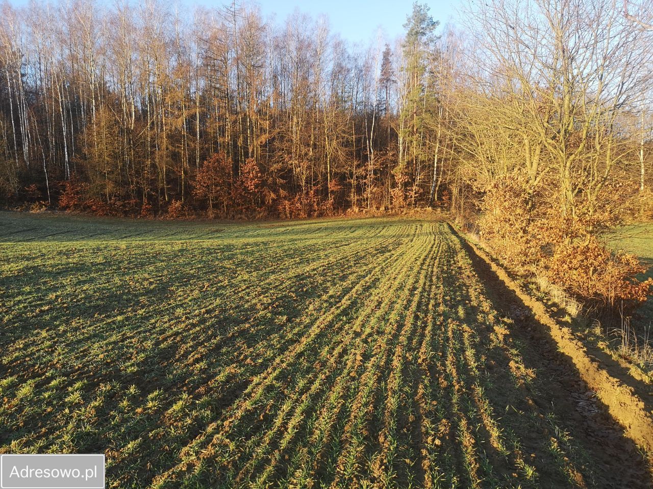 Działka rolno-budowlana Reskowo. Zdjęcie 4