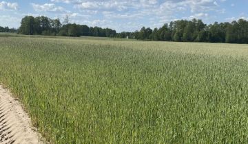 Działka siedliskowa Nury