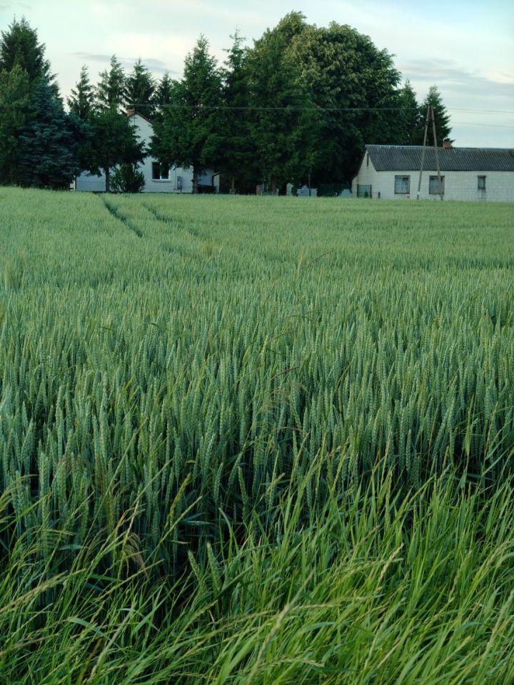 dom wolnostojący Dobużek-Kolonia. Zdjęcie 3