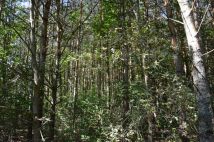 Działka leśna Łaniewo. Zdjęcie 2