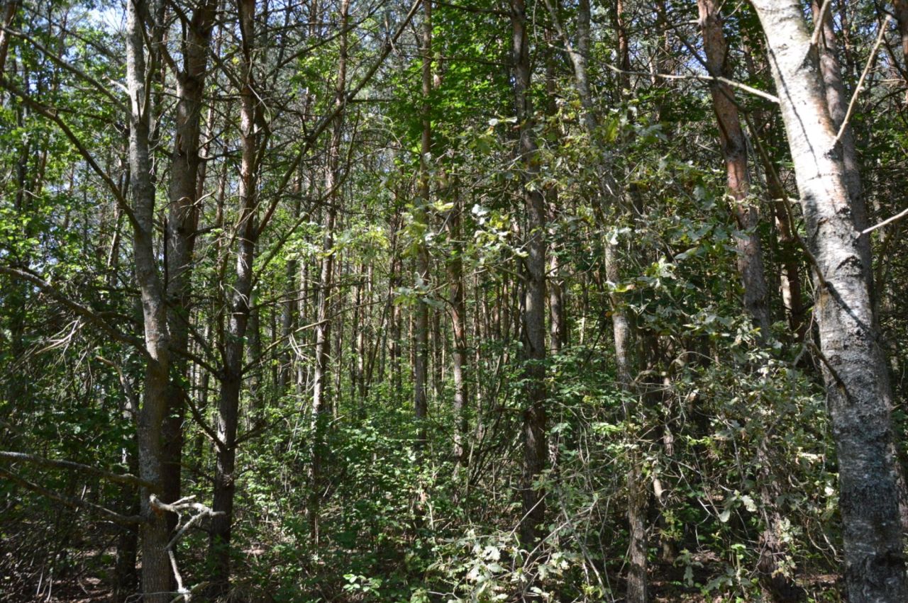 Działka leśna Łaniewo. Zdjęcie 3