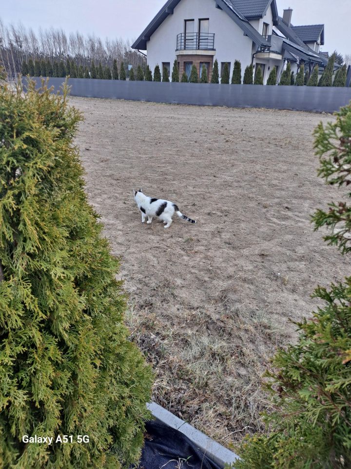 dom wolnostojący, 5 pokoi Aleksandrów Kujawski. Zdjęcie 5