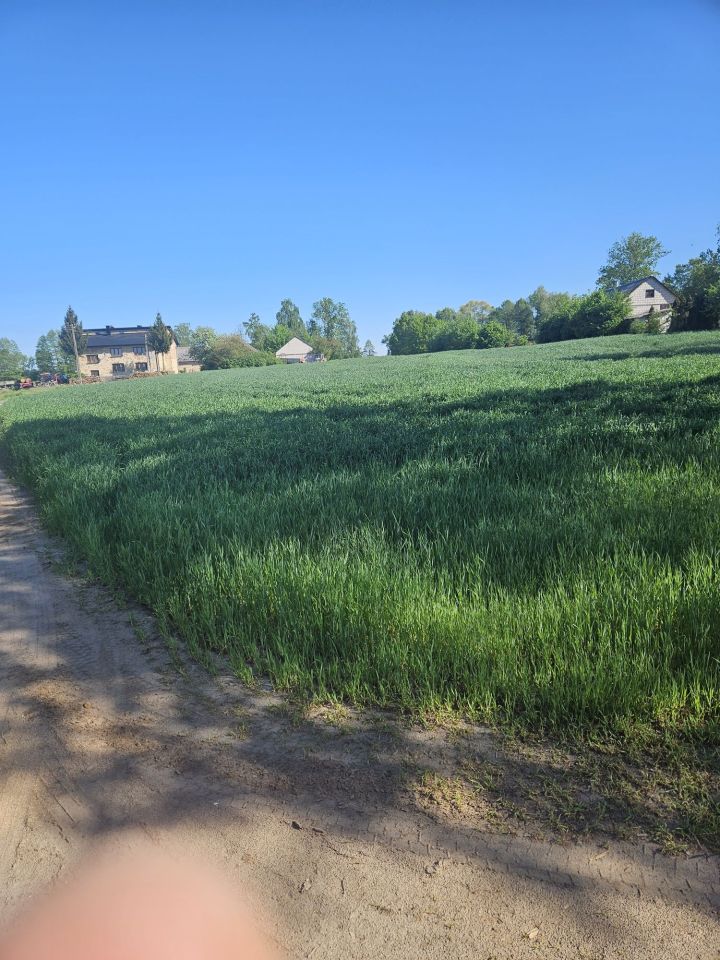 Działka rolna Rębiszewo-Studzianki. Zdjęcie 5