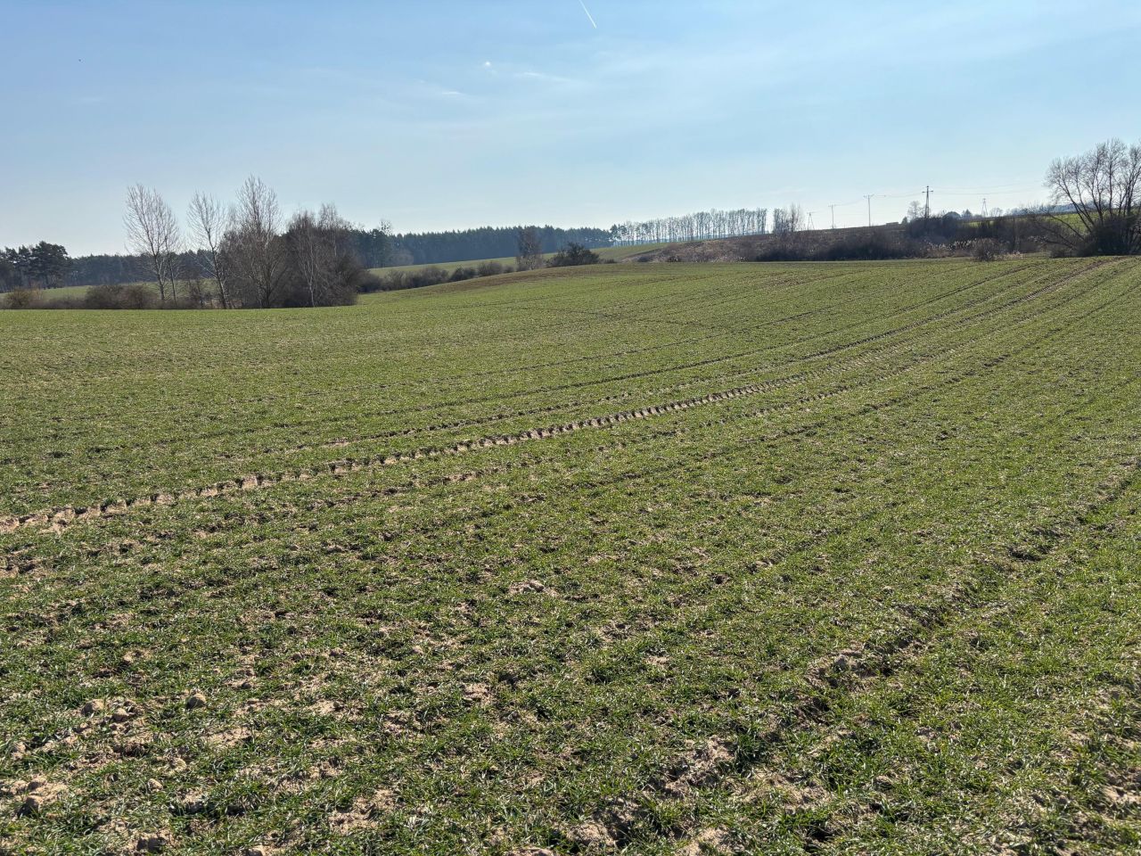 Działka siedliskowa Rgielsko. Zdjęcie 6