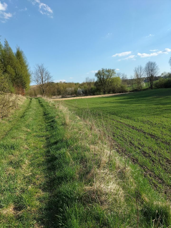 Działka rolna Kościejów, droga po działce 682. Zdjęcie 9