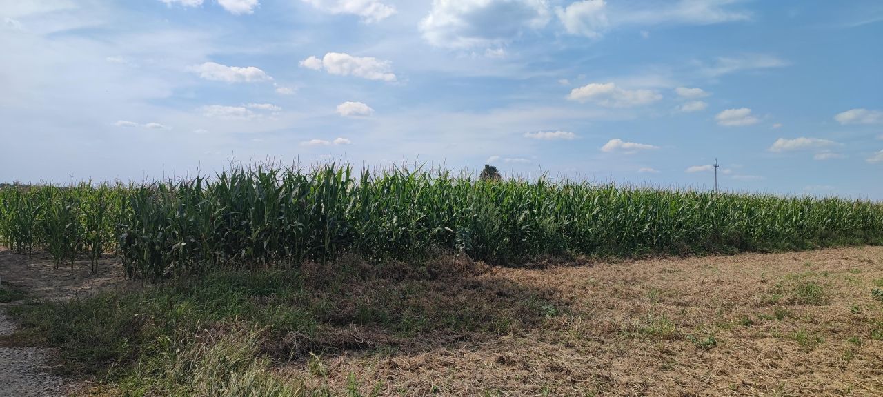 Działka rolno-budowlana Kołacinek. Zdjęcie 7