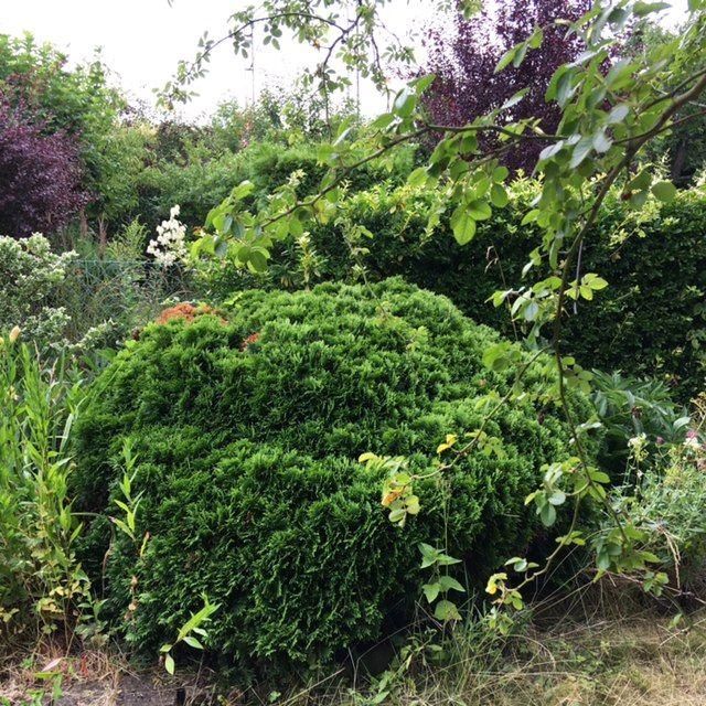 Działka rod Wrocław Stare Miasto, ul. Góralska. Zdjęcie 14