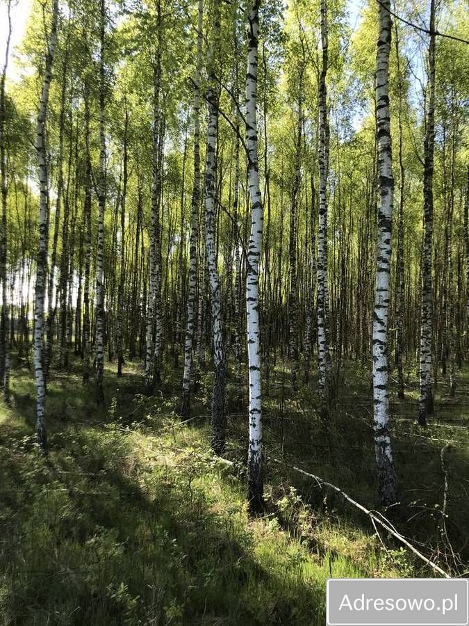 Działka leśna Werpol. Zdjęcie 7