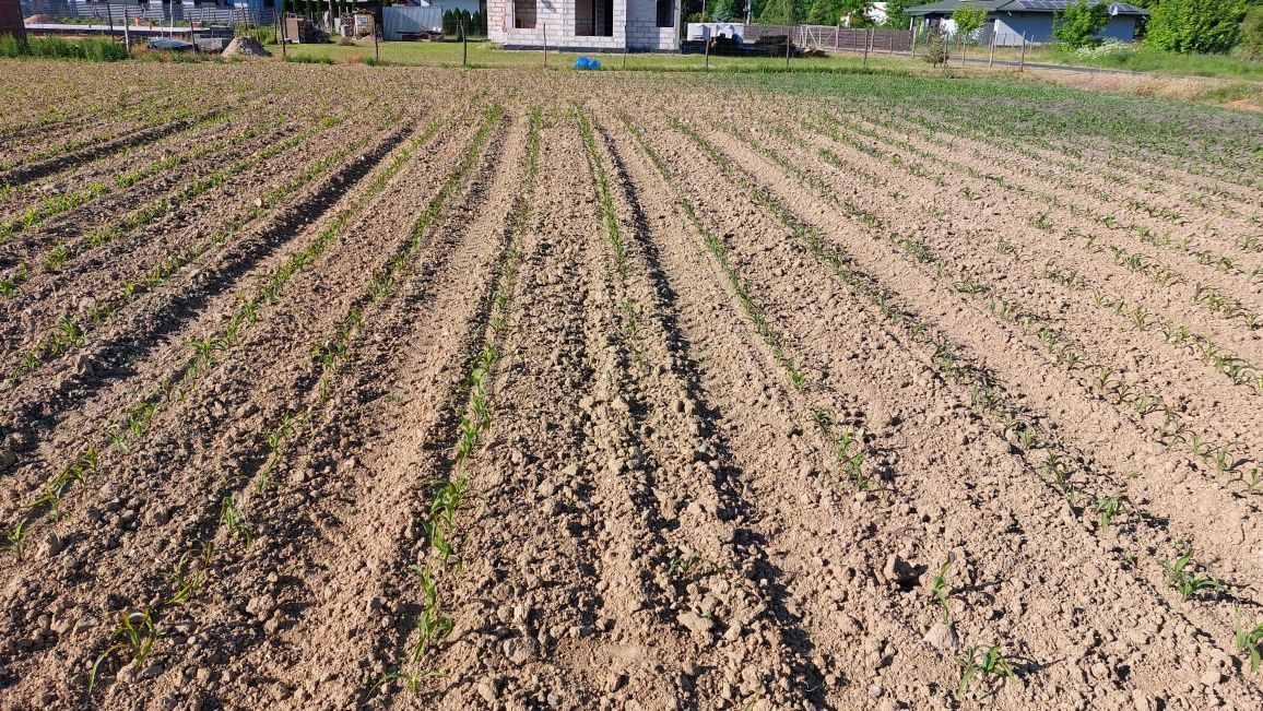 Działka budowlana Kuczek