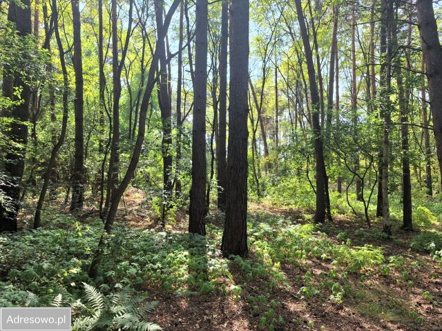 Działka budowlana Górsko. Zdjęcie 1