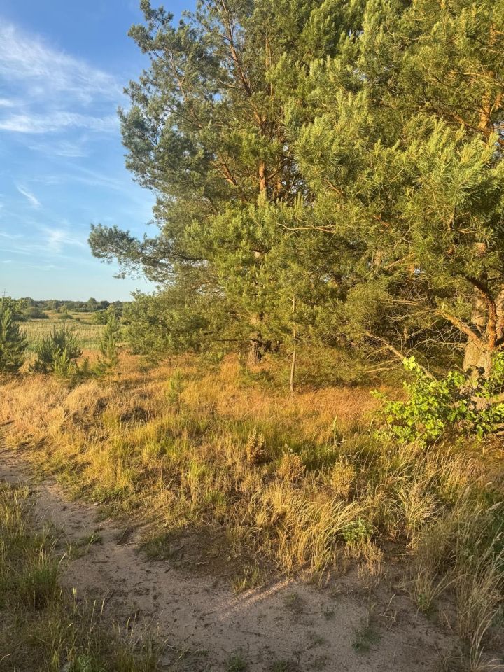 Działka budowlana Łośno. Zdjęcie 2