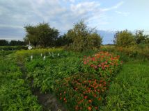 gospodarstwo Marynowo. Zdjęcie 1