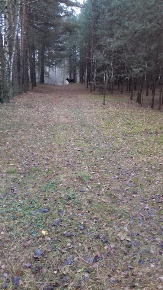Działka rolno-budowlana Wólka-Konstancja. Zdjęcie 1