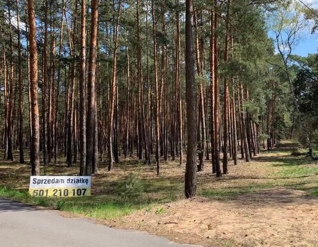 Działka leśna Nowe Polesie. Zdjęcie 8