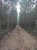 Działka leśna Kowale Kiczmachów, ul. Ożarowska. Zdjęcie 2