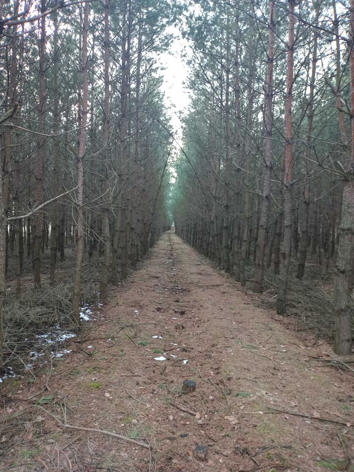 Działka leśna Kowale Kiczmachów, ul. Ożarowska. Zdjęcie 3