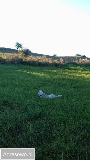 Działka rolna Pajtuny. Zdjęcie 5