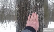 Działka leśna Uchanie. Zdjęcie 1