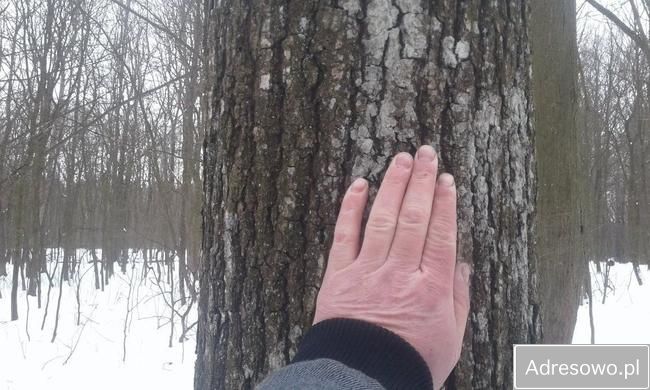 Działka leśna Uchanie. Zdjęcie 2