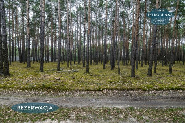 Działka leśna Kije. Zdjęcie 7