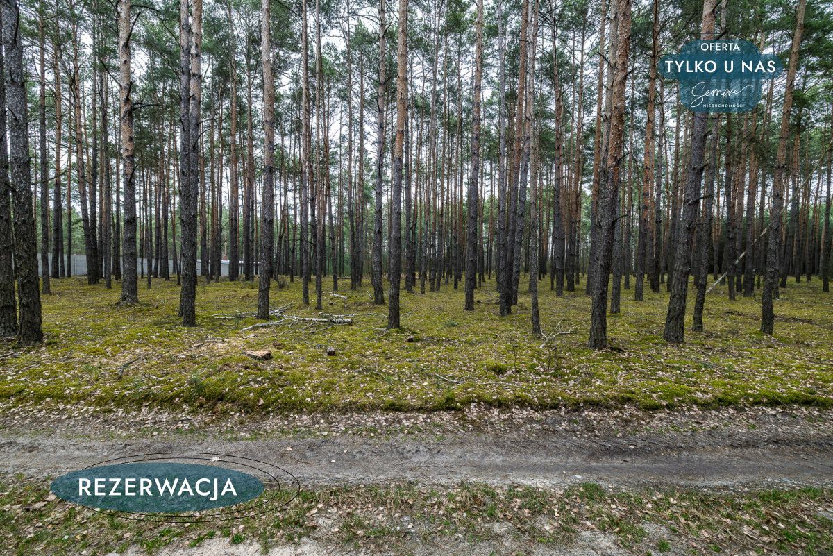 Działka leśna Kije. Zdjęcie 7