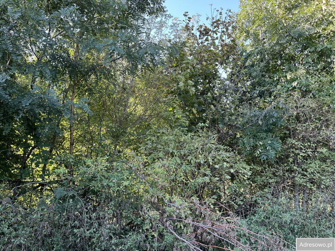 Działka rolna Trawniki-Kolonia. Zdjęcie 8