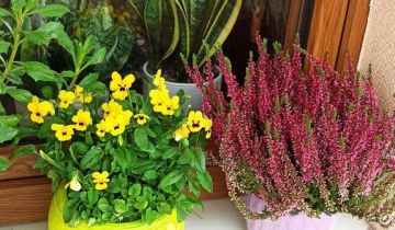 Mieszkanie 2-pokojowe Głowno, ul. Mikołaja Kopernika