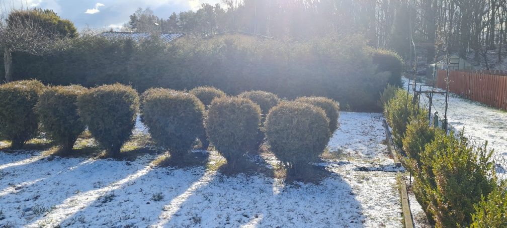 Działka rod Niekłonice. Zdjęcie 2