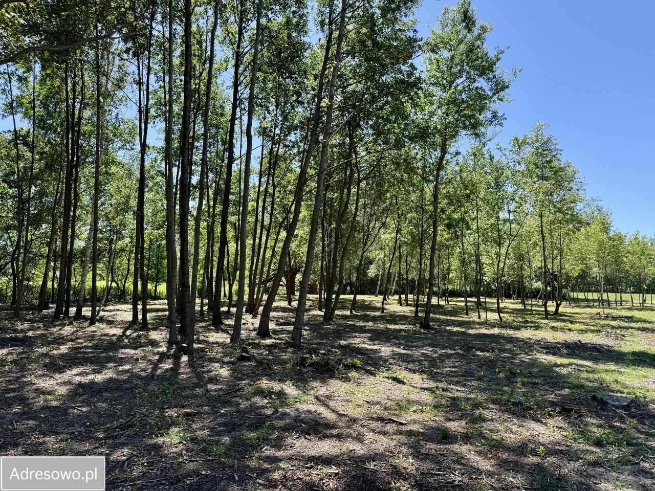 Działka budowlana Antoninów. Zdjęcie 19