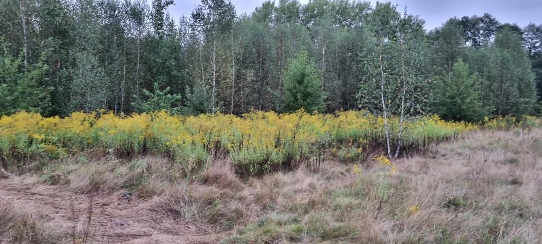 Działka budowlana Owczarnia. Zdjęcie 4