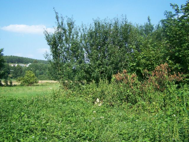 Działka rolno-budowlana Kamień U Garów. Zdjęcie 1