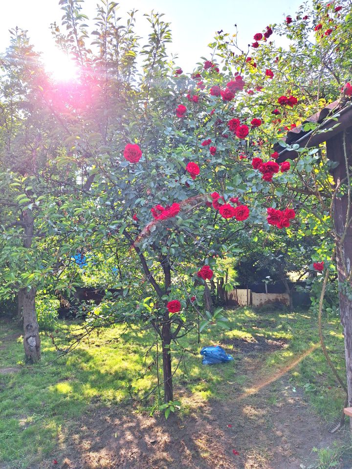 Działka rod Gdańsk Matarnia, ul. mjr. Mieczysława Słabego. Zdjęcie 4