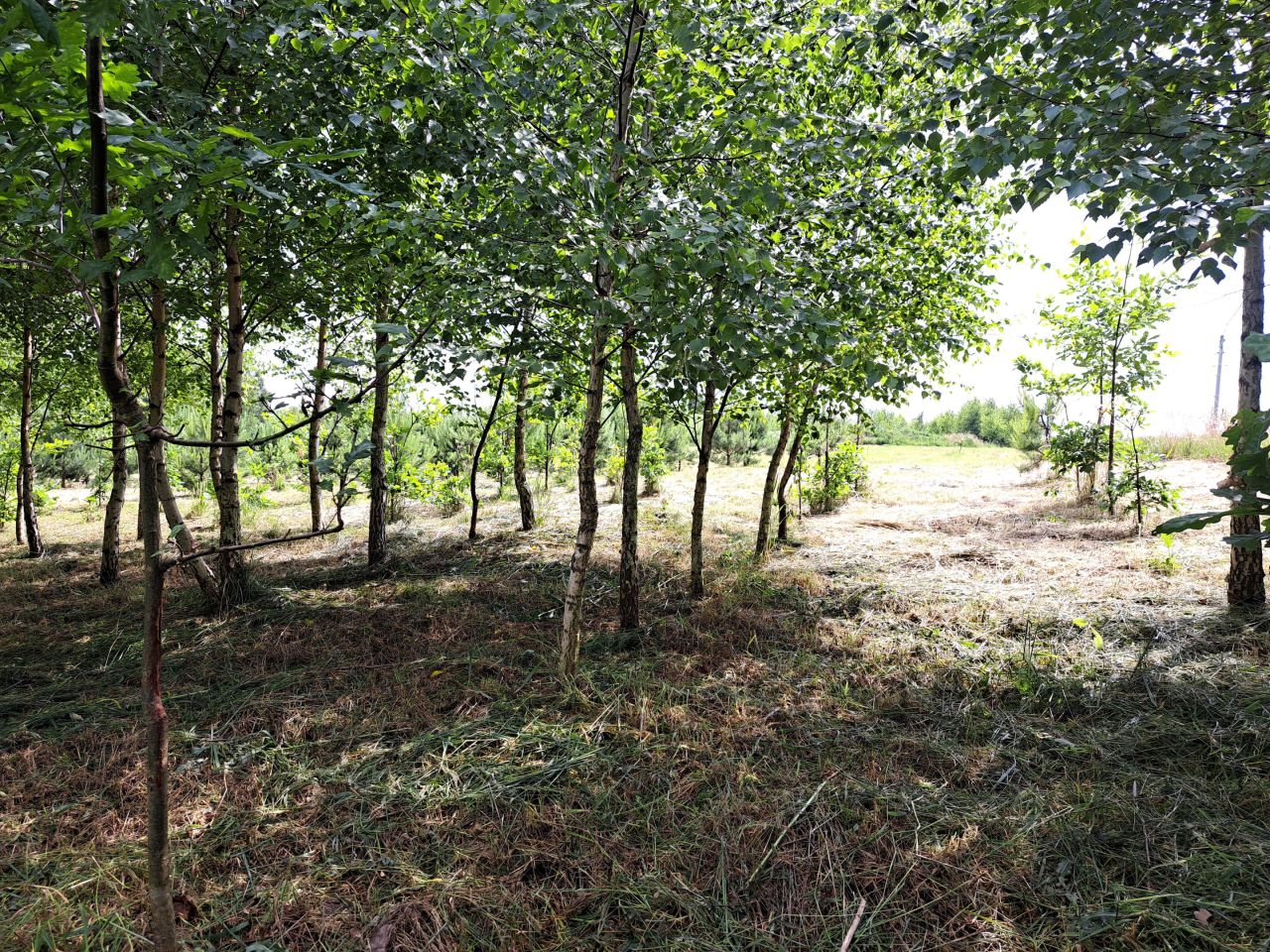 Działka rolno-budowlana Kolonia Gorzków. Zdjęcie 9