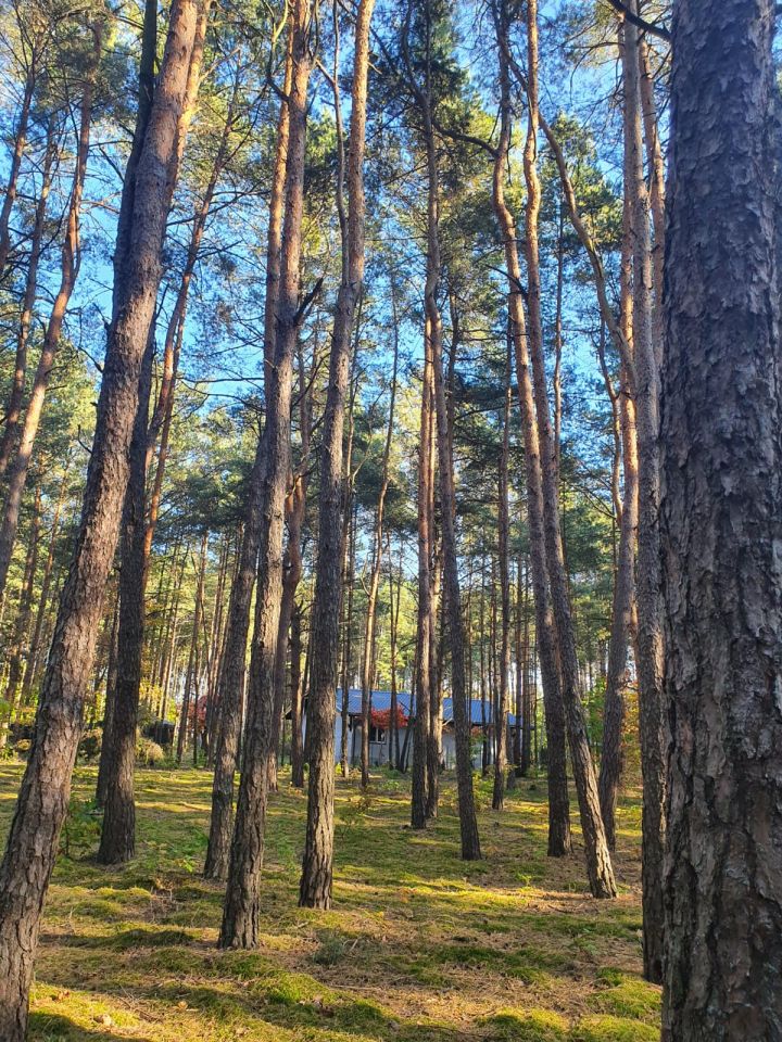 Działka leśna Kostrzyn. Zdjęcie 6