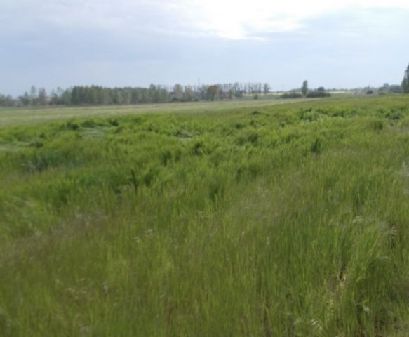 Działka rolna Czernice Borowe. Zdjęcie 1