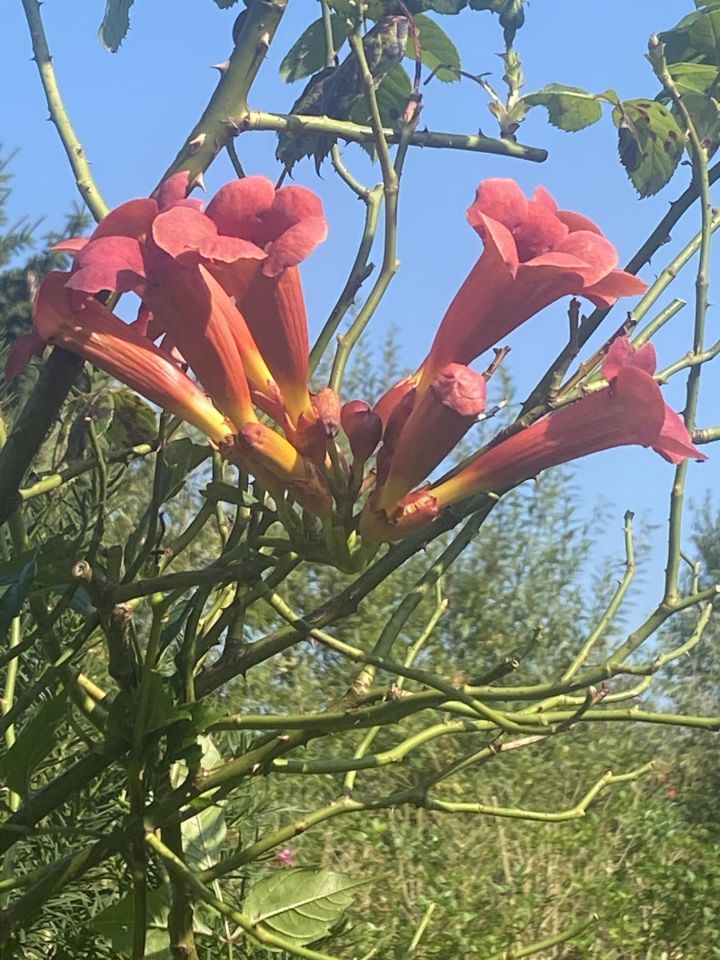 Działka rod Gdynia Mały Kack, ul. Grodnieńska. Zdjęcie 16