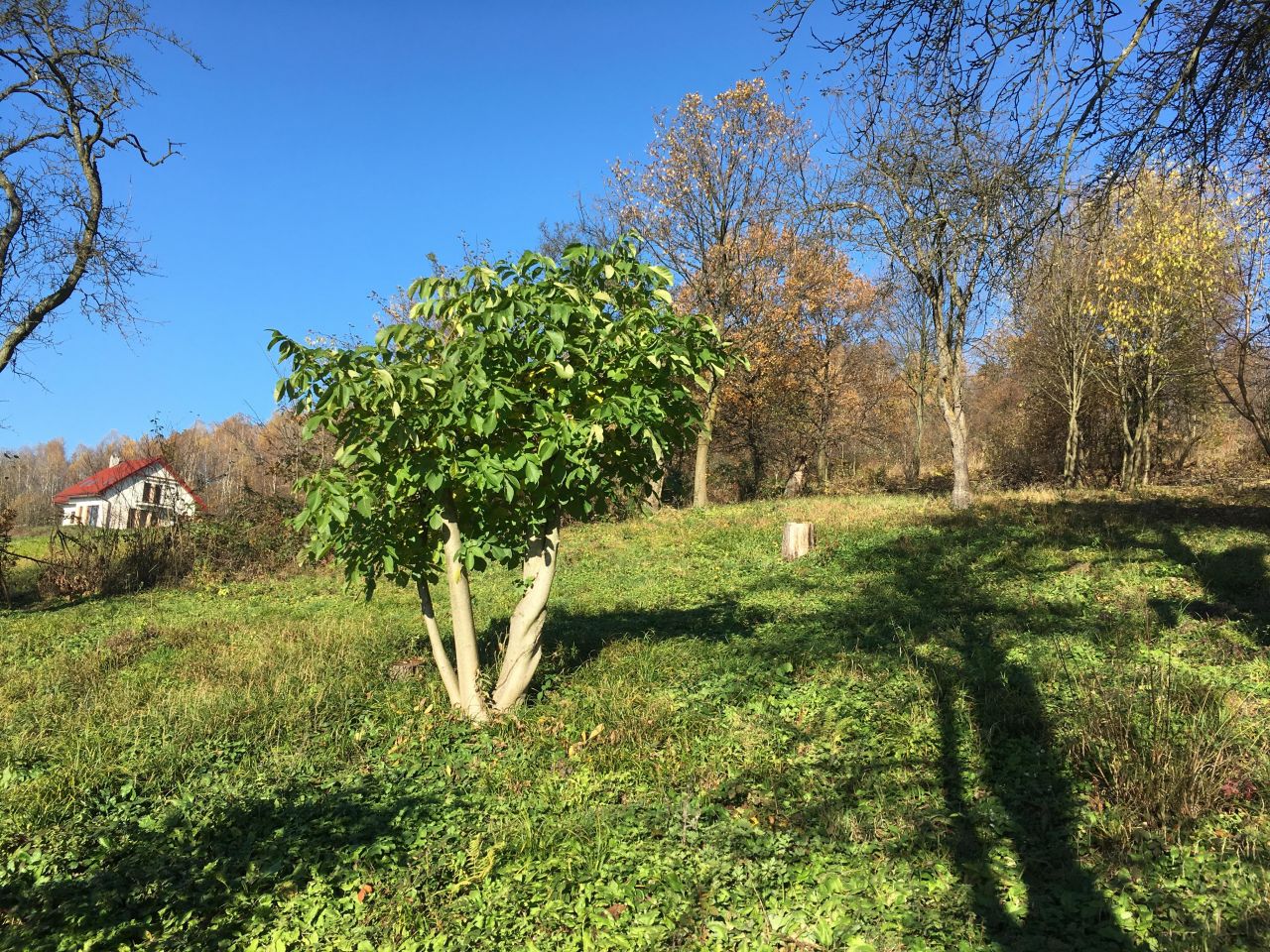 Działka budowlana Podchybie Pochów, ul. Widokowa. Zdjęcie 1