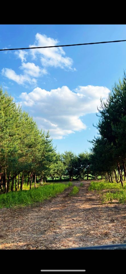 Działka budowlana Wąsy-Kolonia. Zdjęcie 5