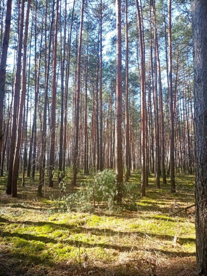 Działka rolna Lisowice-Kolonia. Zdjęcie 7