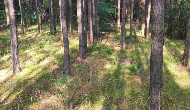 Działka leśna Brok Żurawieniec, ul. Żurawieniec
