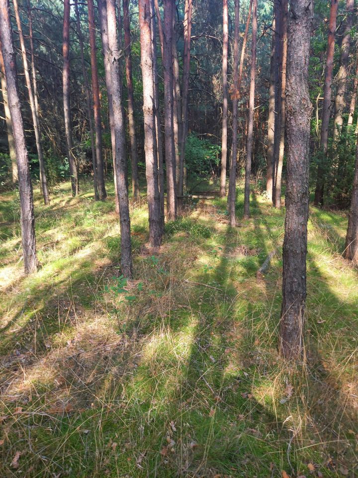 Działka leśna Brok Żurawieniec, ul. Żurawieniec