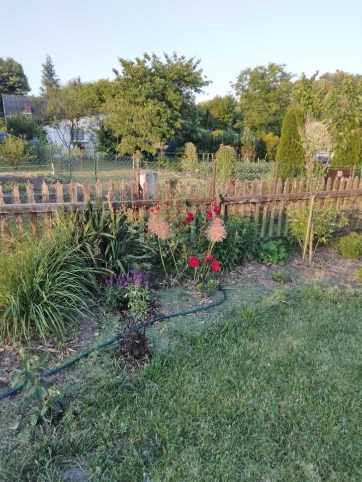 Działka rod Toszek, ul. Boguszycka. Zdjęcie 7