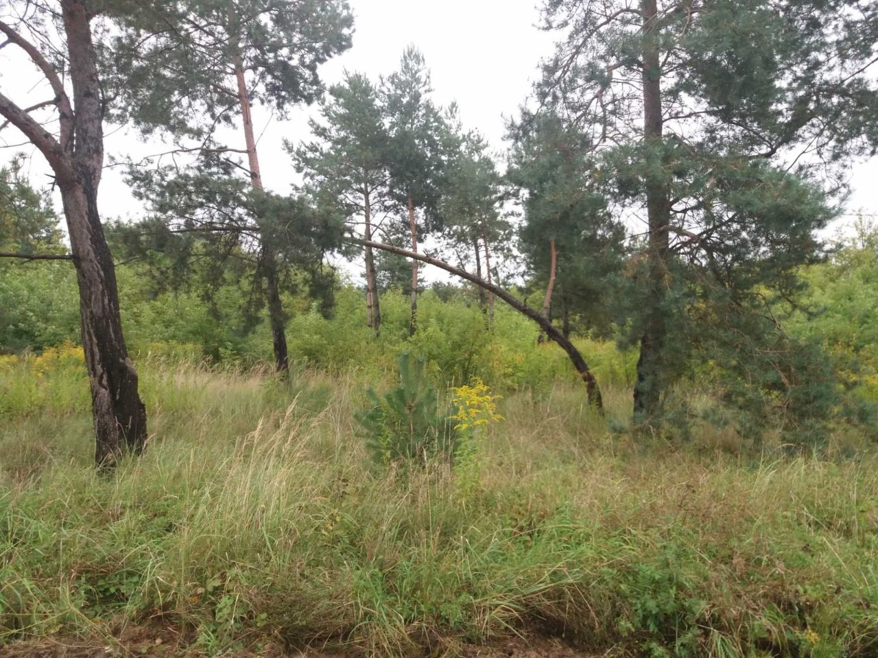 Działka inwestycyjna Ostrowiec Świętokrzyski, ul. Rudzka. Zdjęcie 3