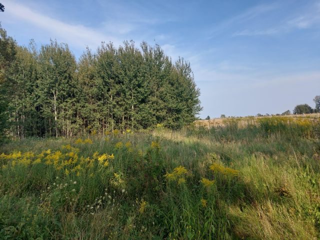 Działka rolno-budowlana Marcinkowo. Zdjęcie 1